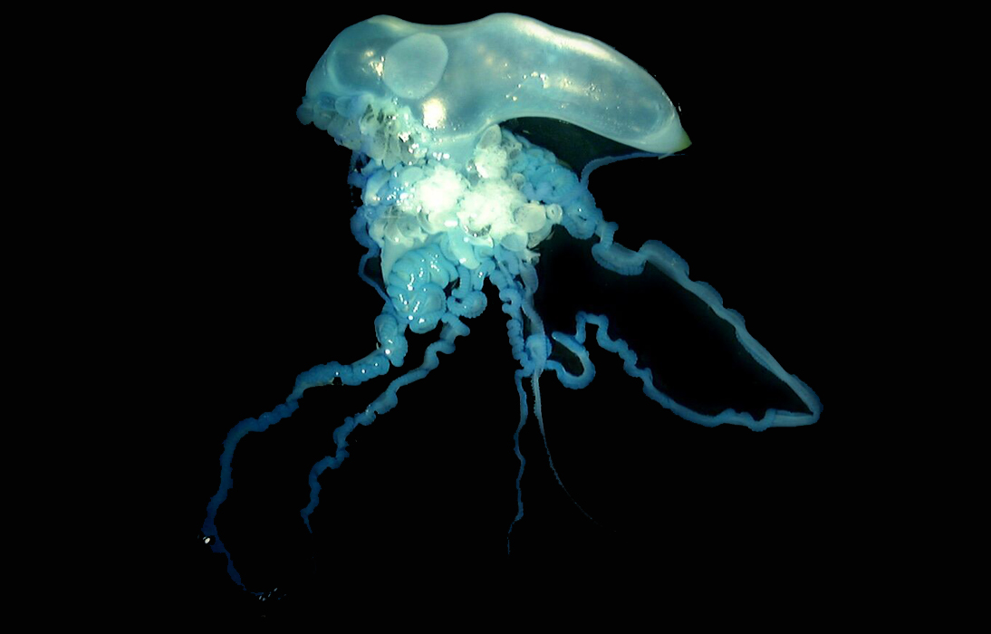 All about jellyfish stings Curious